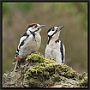 Grote Bonte Specht, Great Spotted Woodpecker, Dendrocopos major Location: Lemelerveld, the Netherlands Grote Bonte Specht MG 8435 1 vierkant kopie